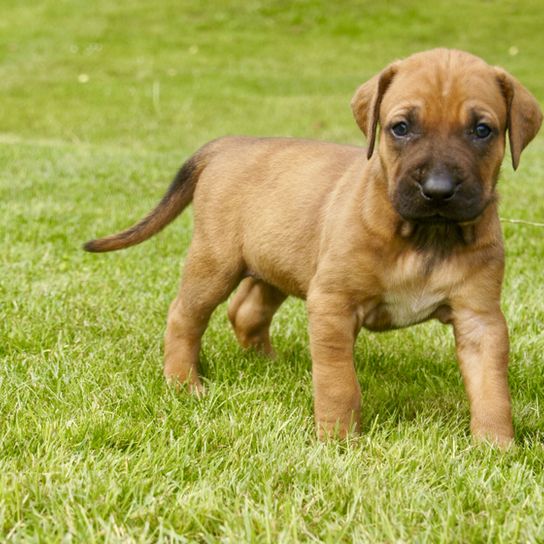 Tosa Inu Welpe steht auf einer Wiese, kleiner Kampfhund, Listenhund, Tosa Inu japanische Hunderasse