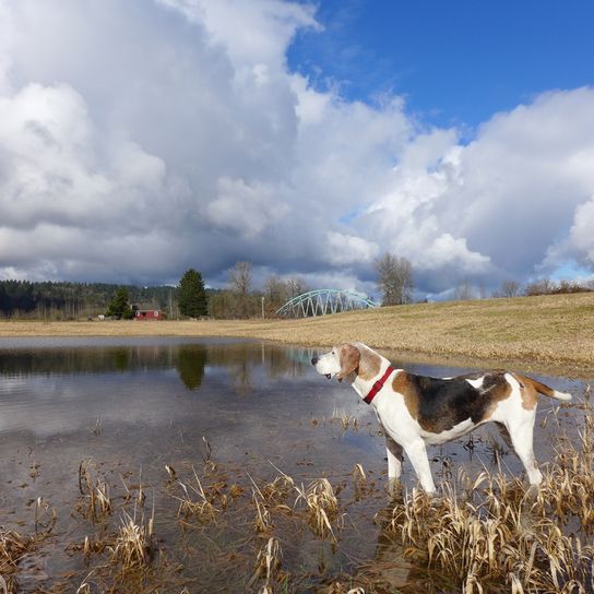 Treeing Walker Coonhound steht in einem Sumpf und steht leicht im Wasser, dreifärbige Hunderasse aus Amerika, amerikanischer Jagdhund für die Jagd auf Waschbären und Opposums, Hund mit langen Schlappohren, gepunktete Hunderasse, großer Hund