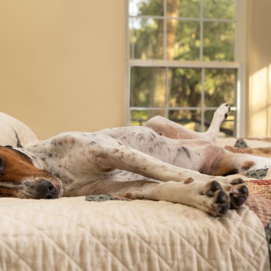 Treeing Walker Coonhound liegt im Bett und schläft, dreifärbige Hunderasse aus Amerika, amerikanischer Jagdhund für die Jagd auf Waschbären und Opposums, Hund mit langen Schlappohren, gepunktete Hunderasse, großer Hund