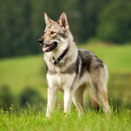 Tschechoslowakischer Wolfhund, Československý vlčiak, Československý vlčák, Wolfshund, Hund aus Tschechien, große Hunderasse mit Stehohren steht auf einem Baumstamm