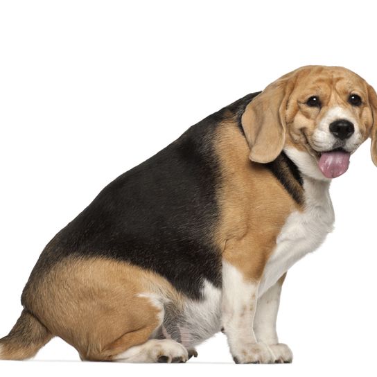 übergewichtiger Beagle Hund, Säugetier, Wirbeltier, Hunderasse, Canidae, Fleischfresser, Beagle, Hound, übergewichtiger Beagle sitzt vor weißem Hintergrund<<<<