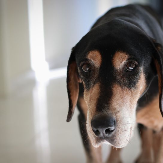 Brandlbracke Rassebeschreibung, Temperament und Gemüt eines Jagdhund aus Österreich, Hunderasse aus Österreich, österreichischer Hund, Jagdhunderasse, große Hunderasse mit Schlappohren, Schwarz brauner Hund kommt auf die Kamera zu, Vieräugl, Kärntner Bracke Profilbild