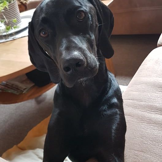 Vizsla Pointer © Anja Sander Hund,Hunderasse,Fleischfresser,Arbeitstier,Begleithund,Kitz,Schnauze,Zimmerpflanze,Leber,Blumentopf,