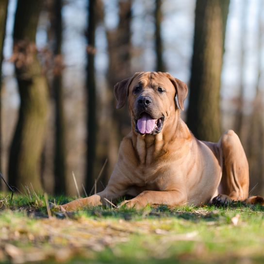 Hund, Säugetier, Wirbeltier, Hunderasse, Canidae, Fleischfresser, Rasse ähnlich Broholmer, Hund ähnlich Boerboel, Tosa, Hund ähnlich Fila brasileiro, Bullmastiff liegt im Wald, guter Wachhund, großer brauner Hund der viel Kraft hat, Kampfhund, Listenhund, hund mit kurzem Fell