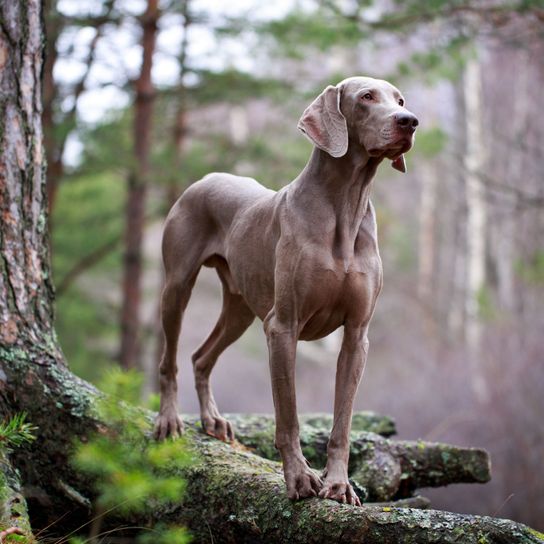 Hund, Säugetier, Wirbeltier, Canidae, Hunderasse, Weimaraner, Spitzrasse, Fleischfresser, Sportgruppe, Jagdhund im Wald, großer grauer Hund mit langen Ohren