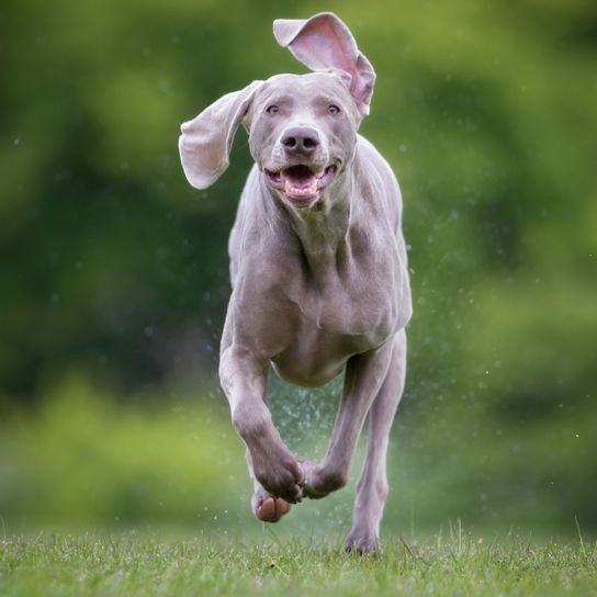 Hund, Weimaraner rennt auf die Kamera zu, Säugetier, Wirbeltier, Hunderasse, Canidae, Fleischfresser, Spitzrasse, Sportgruppe, Jagdhund, großer grauer Hund mit Schlappohren