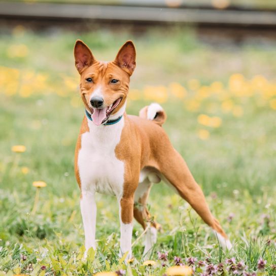 Hund, Säugetier, Wirbeltier, Hunderasse, Canidae, Fleischfresser, Basenji, Jagdhund, weiß brauner Basenji steht auf Blumenwiese