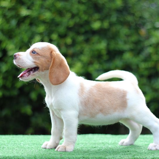 Hund, Säugetier, Wirbeltier, Hunderasse, Canidae, Beagle, Fleischfresser, Begleithund, Welpe, weiß brauner Beagle Welpe steht auf grünem Untergrund