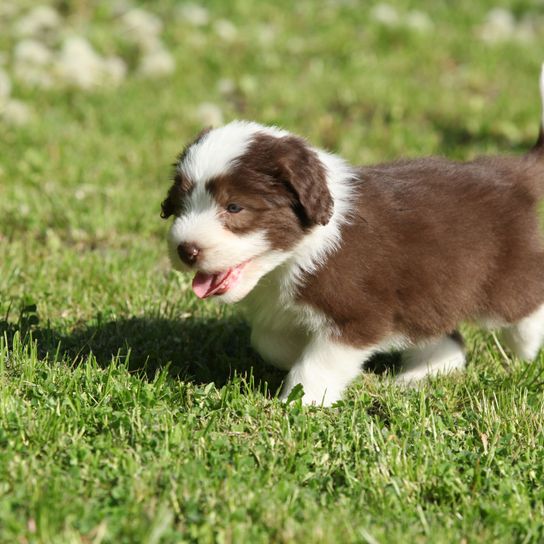 Hund, Säugetier, Wirbeltier, Hunderasse, Canidae, Fleischfresser, Welpe, Begleithund, Sporting Group, weiß brauner Bearded Collie Welpe läuft auf Wiese