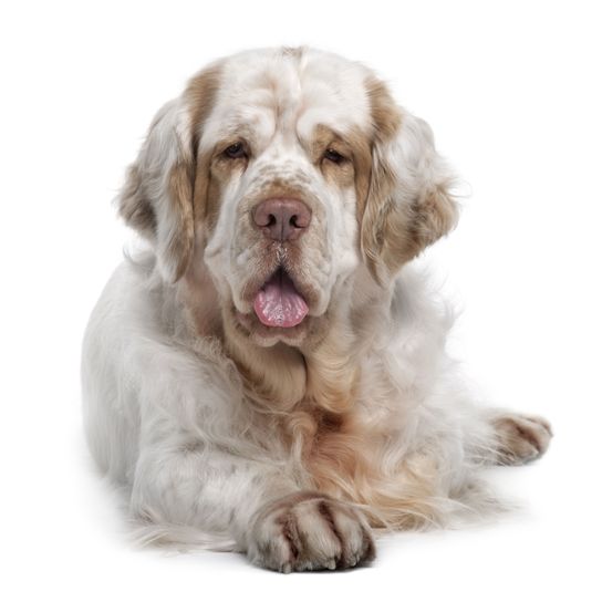 Hund, Säugetier, Wirbeltier, Canidae, Hunderasse, Spaniel, Fleischfresser, Sporting Group, weiß brauner Clumber Spaniel, Rasse ähnlich Cocker Spaniel, großer Hund mit lockigem langen Fell