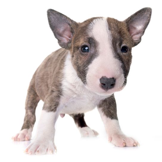 Hund, Säugetier, Wirbeltier, Hunderasse, Canidae, Bullterrier (Miniatur), gestromter alter englischer Terrier mit Stehohren, Fleischfresser, weiß brauner Bullterrier, getigerter Hund, gestromte Hunderasse, mittelgroße Hunderasse