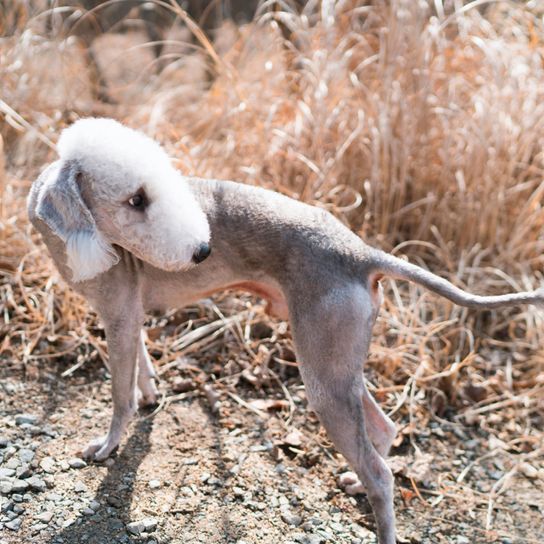 Wirbeltier, Säugetier, Canidae, Hund, Fleischfresser, Landtier, Schnauze, Windhund, weiß grauer Bedlington Terrier steht auf Weg