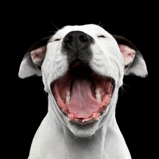 Wirbeltier, Hund, Canidae, Säugetier, Hunderasse, Gesichtsausdruck, Schnauze, Nase, Fleischfresser, weißer American Staffordshire Terrier mit offenem Maul vor schwarzen Hintergrund