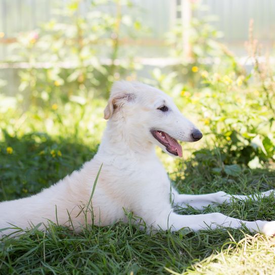 Säugetier, Wirbeltier, Hund, Canidae, Hunderasse, Fleischfresser, Borzoi, Gras, Schnauze, Seltene Rasse (Hund), weißer Barsoi im Gras liegend zwischen Blumen