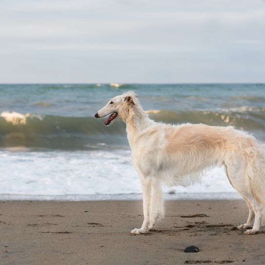 Hund, Säugetier, Wirbeltier, Canidae, Borzoi, Fleischfresser, Hunderasse, Windhund, weißer Barsoi steht am Strand vorm Meer