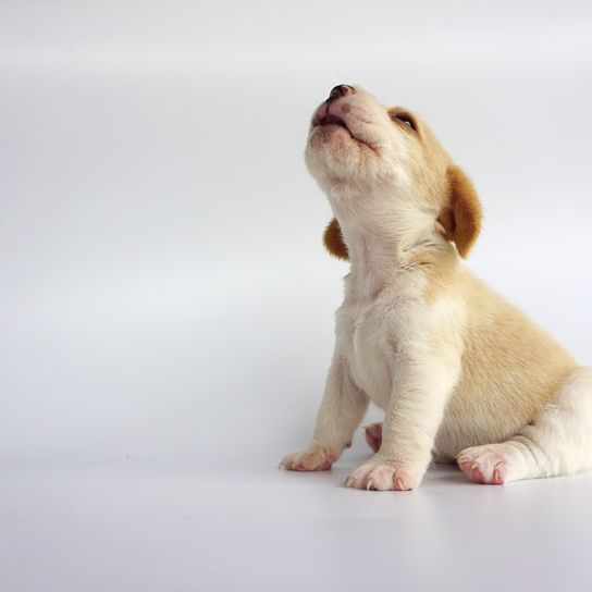 Hund, Säugetier, Wirbeltier, Canidae, Welpe, Hunderasse, Fleischfresser, Begleithund, Schnauze, Sportgruppe, weißer Beagle Welpe sitzt nach oben schauend