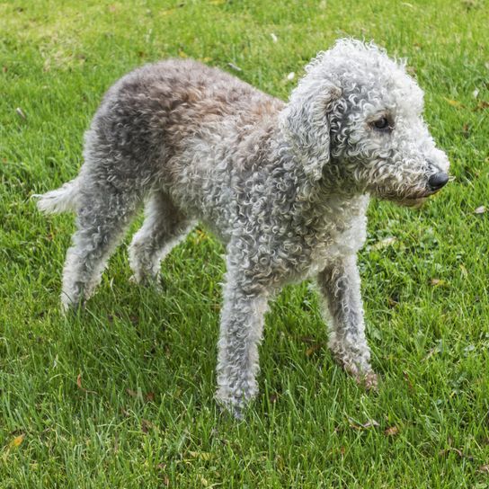 Hund, Säugetier, Wirbeltier, Canidae, Hunderasse, Fleischfresser, Sportgruppe, Terrier, weißer Bedlington Terrier steht auf Wiese