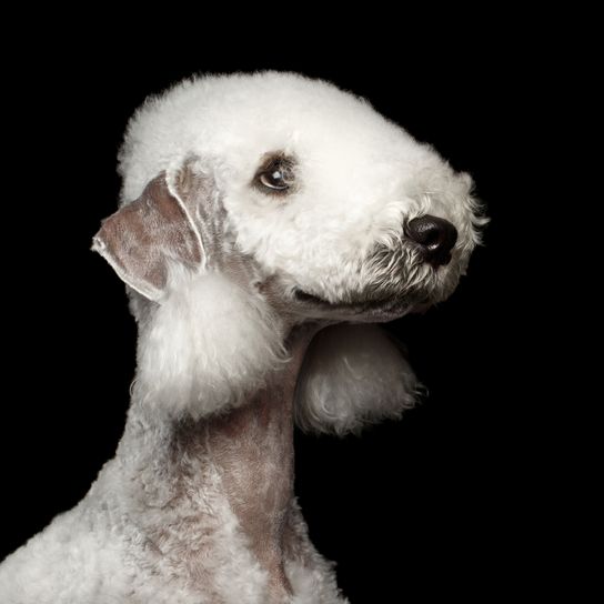 Säugetier, Wirbeltier, Hund, Canidae, Hunderasse, Fleischfresser, Begleithund, Schnauze, Terrier, Seltene Rasse (Hund), weißer Bedlington Terrier vor schwarzem Hintergrund