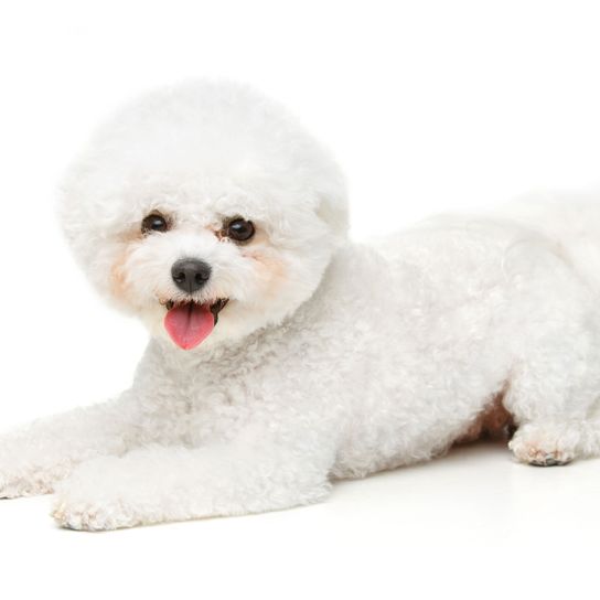 Hund, Säugetier, Wirbeltier, Canidae, Hunderasse, Bichon Frisé, Bichon, weißer Bichon Frisé liegt vor weißem Hintergrund