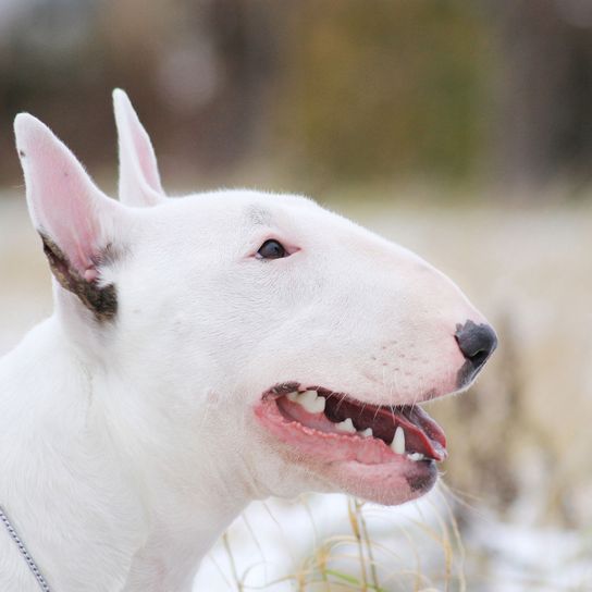 Hund, Säugetier, Wirbeltier, Bullterrier (Miniatur), Canidae, Hunderasse, weißer alter englischer Terrier, weißer Bullterrier, englischer weißer Terrier, Kampfhund, gefährliche Hunderasse, mittelgroßer weißer Hund, Listenhund