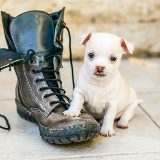 Hund, Canidae, Hunderasse, Welpe, Begleithund, Fleischfresser, Schuhe, weißer Chihuahua Welpe kurzhaarig, Seltene Rasse (Hund), Schuh,