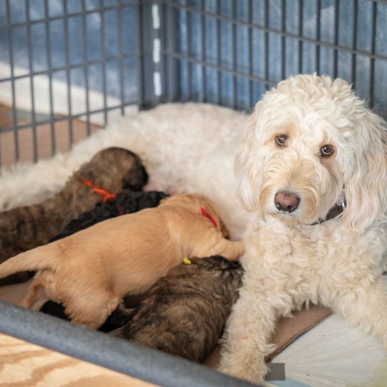 Hund, Säugetier, Wirbeltier, Canidae, Hunderasse, weißer Standardpudel Mischling mit Golden Retriever, Fleischfresser, weißer Goldendoodle mit Welpen, Rasse ähnlich Briquet griffon vendéen, Pudelkreuzung,