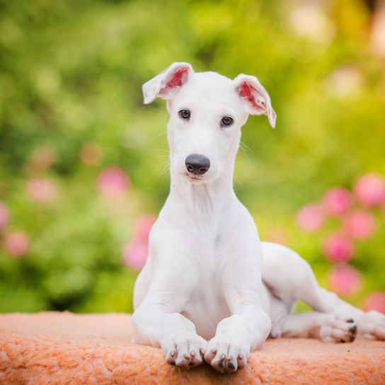 weißer Welpe eines Greyhound Hundes liegt auf einer Oberfläche, Weißer Windhund mit Kippohren