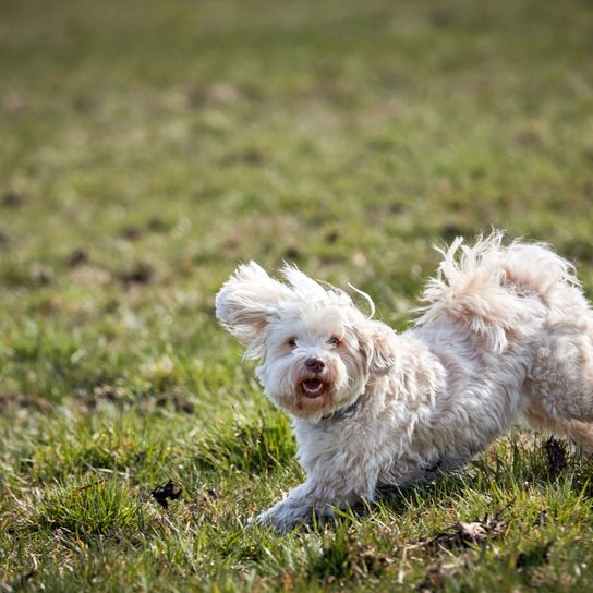 Hund, Säugetier, Wirbeltier, Canidae, Hunderasse, weißer Havaneser, Fleischfresser, Gras, Rasse ähnlich Lagotto romagnolo, Hund ähnlich Bichon frisé, Hund mit lockigem Fell, kleine Hunderasse