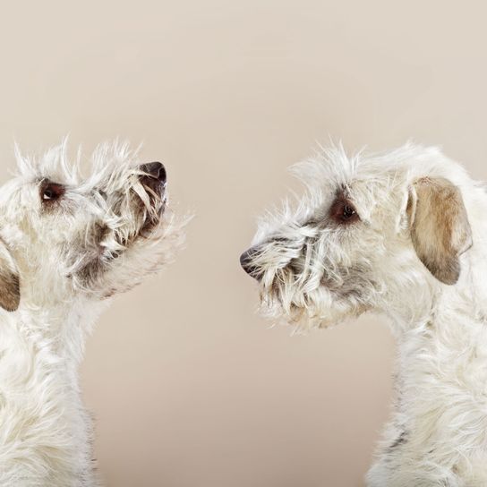 Hund, Canidae, Weiß, Hunderasse, Hund ähnlich Zwergschnauzer, Rasse ähnlich Terrier, Hund ähnlich Sealyham-Terrier, Fleischfresser, irischer Wolfshund weiß, besondere Hunderasse, außergewöhnliche Hunderasse in weiß, Riesenhunderasse, die auch Heidi Klum hat