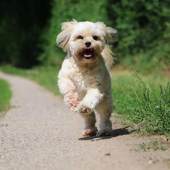 kleiner weißer Hund für Anfänger ähnlich Malteser, Lhasa Apso Hund geschoren, dogbible zeigt Hunderassen aus Asien