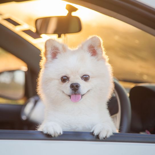 Hund, Säugetier, Canidae, Pommersche, Hunderasse, Haut, Welpe, Begleithund, Schnauze, Spitz sitzt im Auto und schaut heraus, die Zunge streckt er auch heraus, kleiner Zwergspitz in weiß frisch geschoren