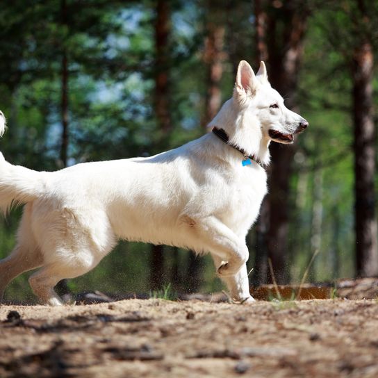 weißer großer Hund, schweizer Hunderasse, großer weißer Schäferhund steht im Wald und zeigt etwas an, Hund mit Stehohren und langem Fell