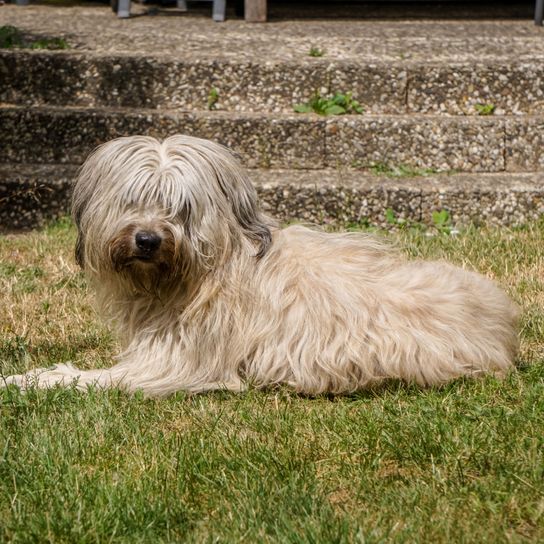 Hund, Säugetier, Wirbeltier, Hunderasse, Canidae, Fleischfresser, Terrier, weißer Schafspudel liegt auf grüner Wiese vor Treppe