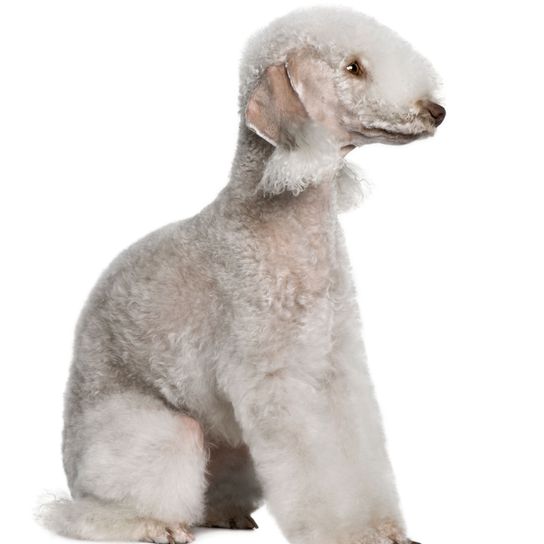 Säugetier, Wirbeltier, Hund, Canidae, Hunderasse, Fleischfresser, Begleithund, Seltene Rasse (Hund), Bedlington Terrier, Sporting Group, weißer Bedlington Terrier sitzt vor weißem Hintergrund