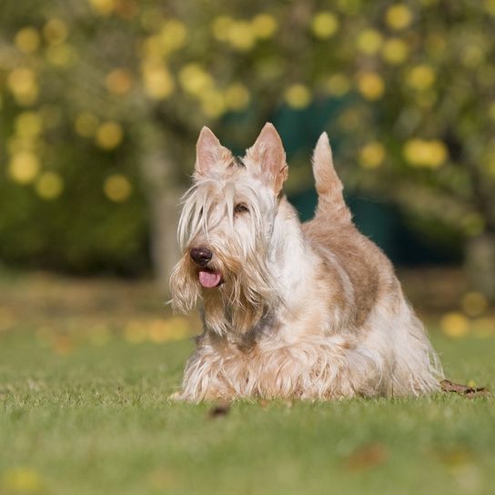 Scottish Terrier weizen, sandfarbener Hund, heller Hund, kleiner Hund mit weizen farbenen Fell, Hund mit langem Fell, schwarze Hunderasse, Stehohren, Hund mit Schnauzer, Stadthund, Hunderasse für Anfänger
