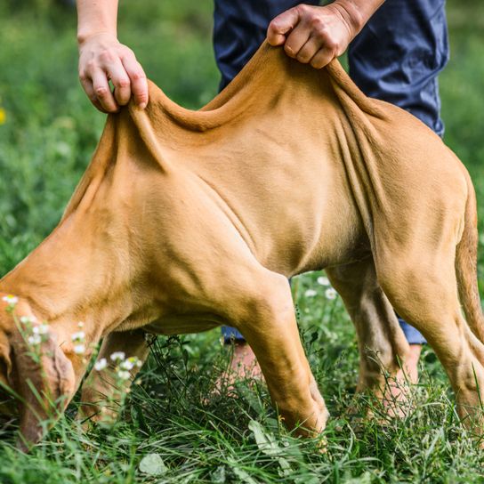 Welpe Fila Brasileiro Mastiff, brauner Mastiff Welpe, Viel Haut beim Welpe, große Hunderasse, brasilianische Hunderasse, Rasse aus Amerika, Südamerikanische Hunde