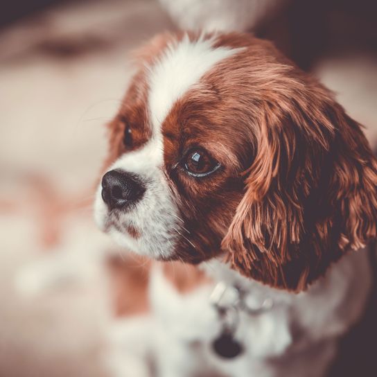 Hund, Wirbeltier, Canidae, Säugetier, Hunderasse, König Charles Spaniel, Cavalier König Charles Spaniel Welpel hellbraun weiß, Schnauze, Begleithund, Welpe,