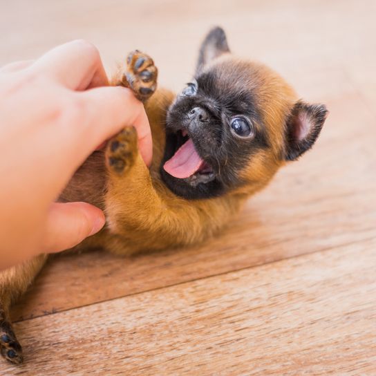 Petit Brabançon Rassebeschreibung, kleiner Welpe Hund ohne Nase spielt mit einem Menschenhand, Mops ähnliche Hunderasse aus Belgien, belgische Hunderasse braun schwarz, kleine Hunderasse als Begleithund, Familienhund, Welpe spielt und reißt das Maul dabei auf und will in die Hand beißen