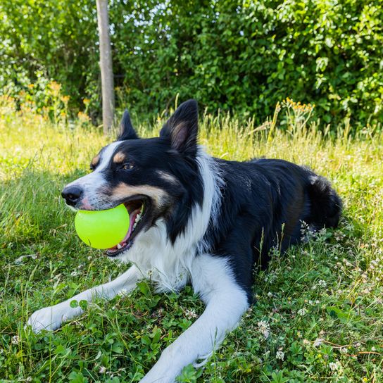 Welsh Sheepdog liegt im Gras und hat einen Tennisball im Maul, Ci Defaid Cymreig, schwarz weißer Hund, Hund mit merle Optik, Border Collie ähnlich, walisische Hunderasse, Hund aus England, Britische Hunderasse mittelgroß, Hund mit langem Fell ähnlich Collie, Hund mit Stehohren und Schlappohren, Hütehund, Schäferhund