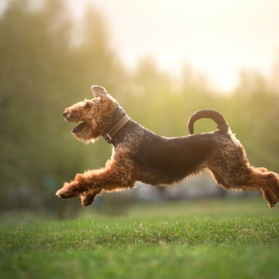 Welsh Terrier hüpft auf der Wiese, Hund mit Schwanz nach oben, Rute zeigt nach oben, kurze Rute beim Hund, Hund mit Kippohren, Hund mit Locken, mittelgroße Hunderasse, brauner kleiner Hund für die Jagd, Jagdhunderasse
