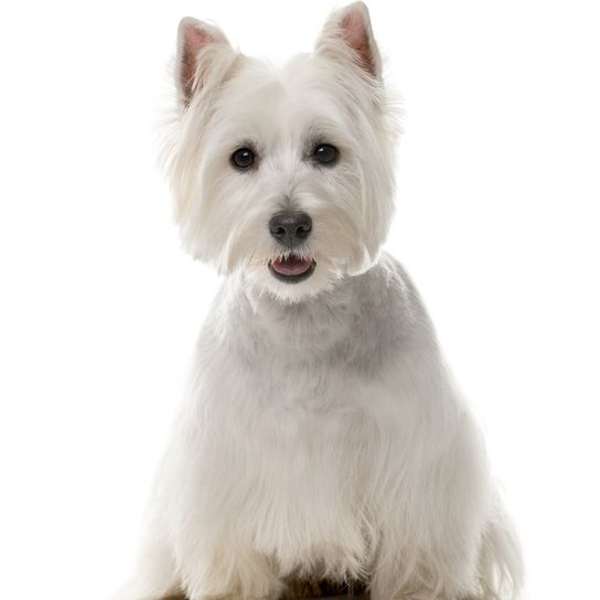 West Highland White Terrier sitzt, kleiner weißer Hund mit glatten Haaren