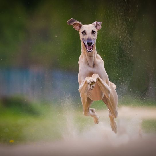 Windhund rennt über Wiese, großer blonder Hund, heller Hund, große Hunderasse, Sloughi Windhund, arabische Hunderasse
