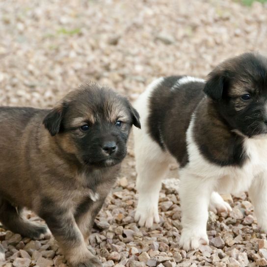 Hund, Säugetier, Wirbeltier, Hunderasse, Canidae, Fleischfresser, Welpe, Seltene Rasse (Hund), Karpatenhirtenhund, Zwei Aidi Welpen stehend auf Kies