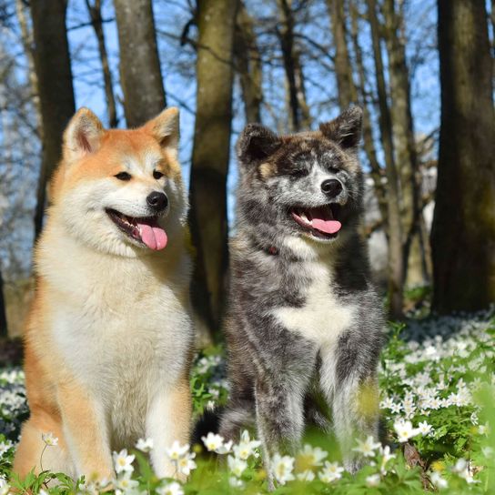 Hund, Säugetier, Wirbeltier, Canidae, Hunderasse, Fleischfresser, Akita, Akita inu, zwei Akita inu Hunde sitzen auf Wiese in einem Wald