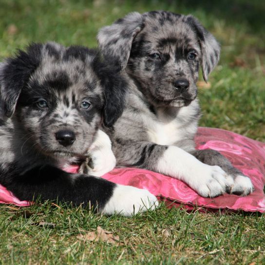 Hund, Säugetier, Wirbeltier, Hunderasse, Canidae, Welpe, Fleischfresser, australischer Schäferhund, zwei Australian Shepherd Wlepen auf roten Polster