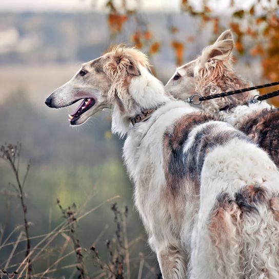 Hund, Säugetier, Wirbeltier, Canidae, Borzoi, Hunderasse, Fleischfresser, Windhund, zwei braun-weiß gefleckte Barsoi stehend an Leine auf Wiese, Herbst