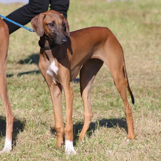 Hund, Säugetier, Wirbeltier, Canidae, Hunderasse, Windhund, Fleischfresser, Windhund, zwei braune Azawakh an brauner Leine auf Feld