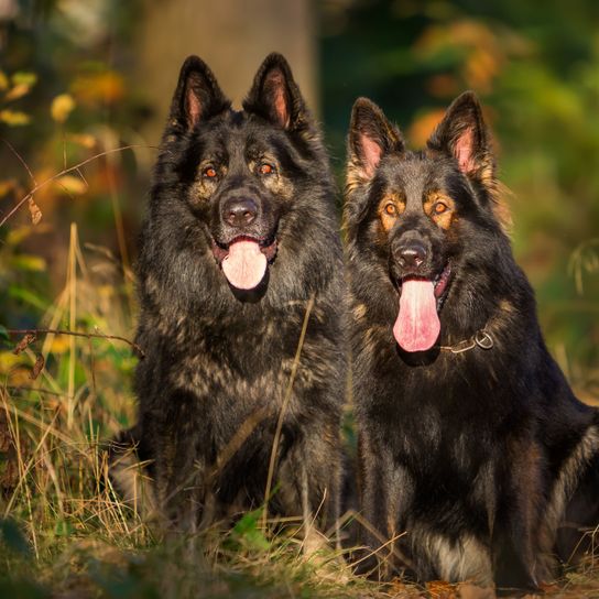 Hund, Säugetier, Wirbeltier, Canidae, Hunderasse, Altdeutscher Schäferhund, Fleischfresser, Deutscher Schäferhund, Zwei schwarze sitzende Deutsche Schäferhunde im Gras