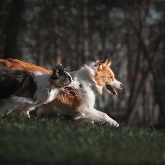 zwei laufende Boarder Collie im Wald Säugetier, Wirbeltier, Hund, Canidae, Hunderasse, Fleischfresser, Collie, zwei Boarder Collie laufen über Wiese im Wald