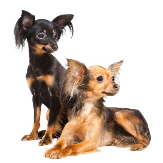 Russkiy Toy braun schwarz liegt auf einem weißen Untergrund, kleine Hunderasse aus Russland, russische Hunderasse, Terrier, Russischer Toy Terrier, Hängeohren mit langem Fell, Hund ähnlich Chihuahua